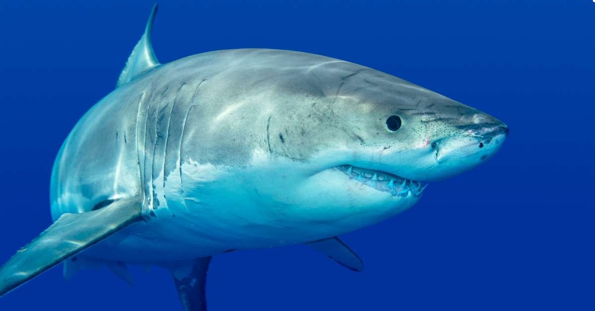 Why Shark Brains are More Advanced Than You Think