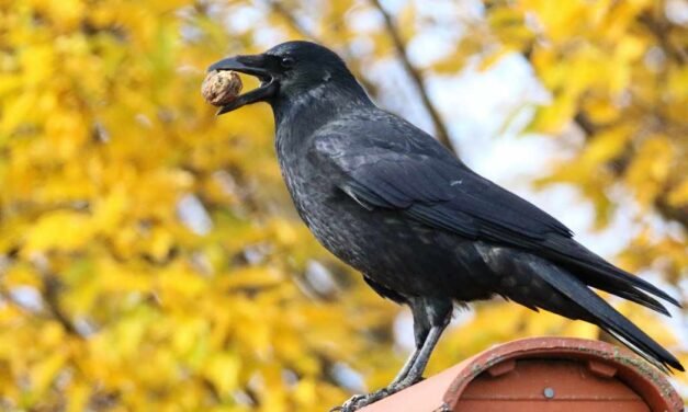 Living with Crows: Tips for Sharing Your Garden with Birds
