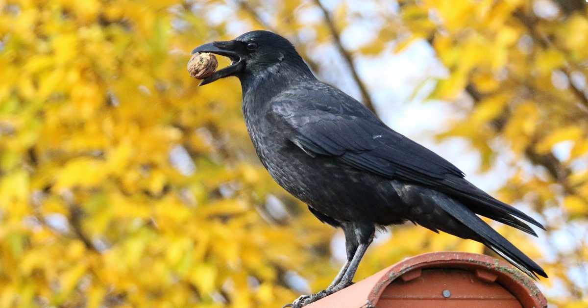 Living with Crows: Tips for Sharing Your Garden with Birds