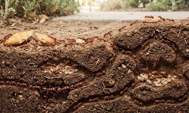 The Superorganism: How an Ant Colony Thinks Together
