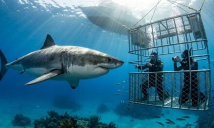 Diving with Giants: The Rise of Cage Diving and Conservation
