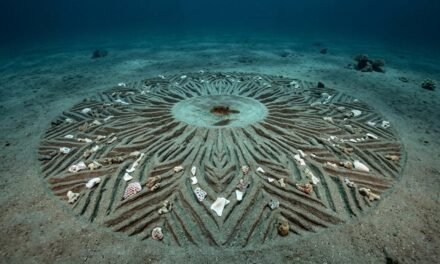 Architects of the Abyss: The Mystery of the Pufferfish Circles