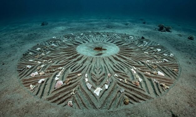Architects of the Abyss: The Mystery of the Pufferfish Circles