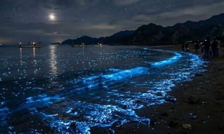 Stars of the Deep: How the Firefly Squid Lights Up the Sea