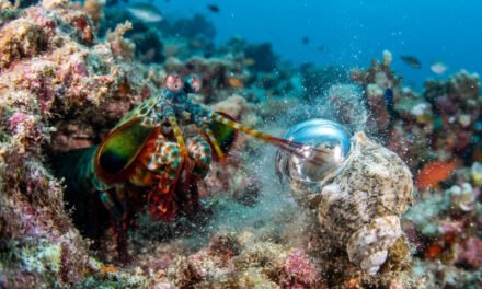 The Bullet Puncher: How the Mantis Shrimp Strikes with the Acceleration of a Bullet