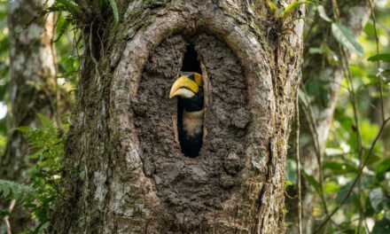 The Sealed Fortress: How the Hornbill Seals Herself Inside a Tree for Months