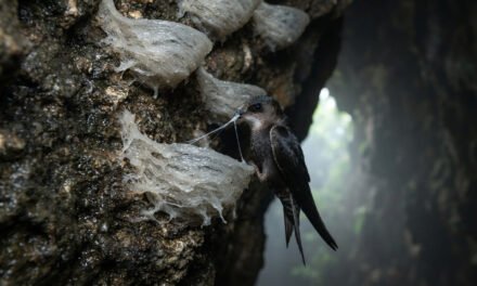 The Cave Sculptor: How the Edible-Nest Swiftlet Builds Nests Out of Pure Saliva