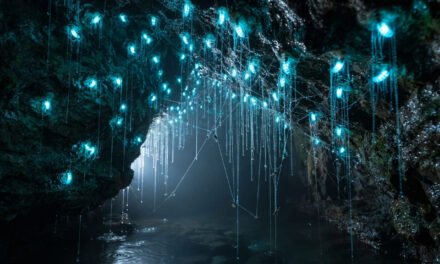The Living Chandelier: How the New Zealand Glowworm Fishes with Threads of Light