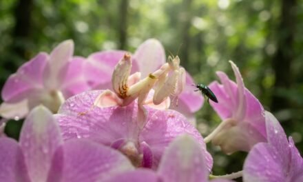 The Floral Assassin: How the Orchid Mantis Out-Attracts Real Flowers