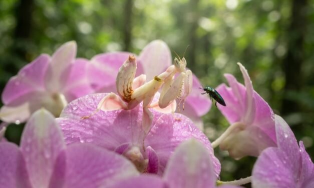 The Floral Assassin: How the Orchid Mantis Out-Attracts Real Flowers