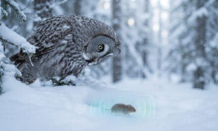 The Sight of a Ghost: Why the Great Gray Owl Can Hear Through Two Feet of Snow