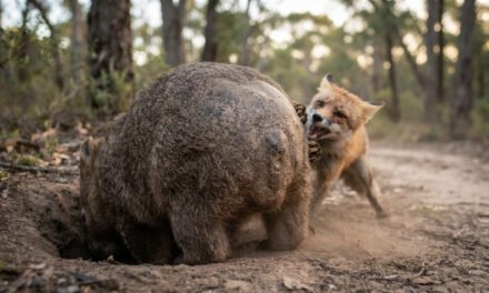 The Armored Rear: Why the Wombat Uses Its Backside as a Shield