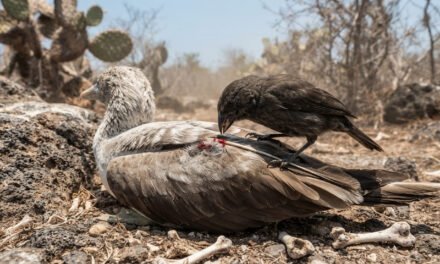 The Vampire Finch: How a Galápagos Bird Drinks Blood to Survive Island Droughts