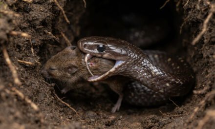 The Side-Stabbing Burrower: How the Stiletto Snake Strikes with Its Mouth Closed