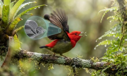 The Living Violin: How the Club-Winged Manakin Sings with Its Wings