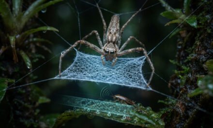 The Net-Casting Hunter: How the Ogre-Faced Spider Weaves a Hand-Held Trap