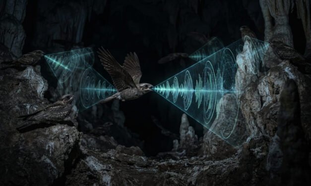 The Echo Navigator: Why the Oilbird Uses Bat-Like Echolocation in Pitch-Black Caves