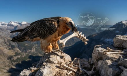 The Bone Breaker: Why the Bearded Vulture Thrives on a Diet of Pure Skeleton