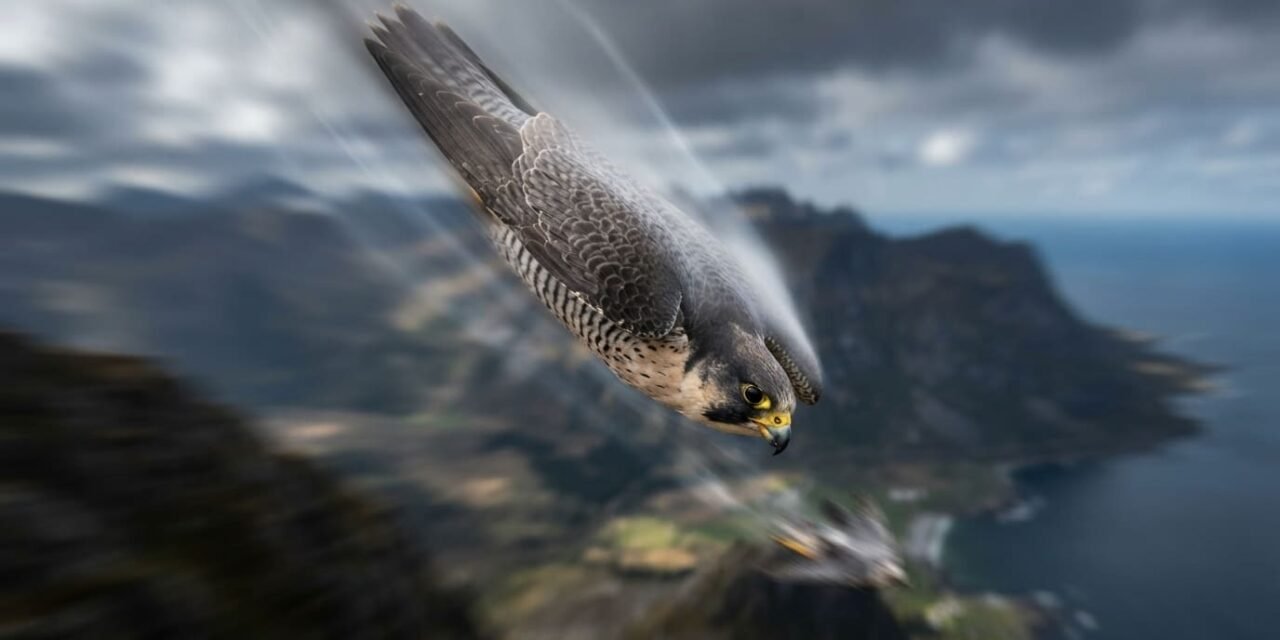 The Stoop Specialist: Why the Peregrine Falcon’s Nose Keeps It Alive at 240 Miles per Hour
