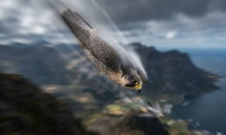 The Stoop Specialist: Why the Peregrine Falcon’s Nose Keeps It Alive at 240 Miles per Hour