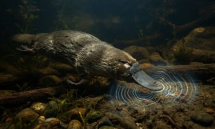 The Electrical Detective: Why the Platypus Hunts with Its Eyes and Ears Closed