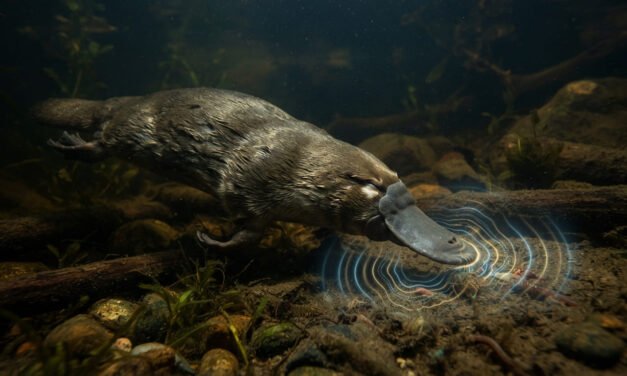 The Electrical Detective: Why the Platypus Hunts with Its Eyes and Ears Closed