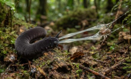 The Slime Slinger: How the Velvet Worm Shoots High-Velocity Glue Cannons