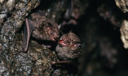 The Generous Vampire: Why Vampire Bats Share Blood Meals to Survive