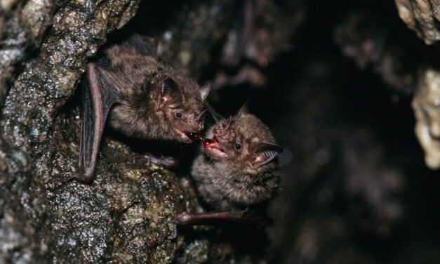 The Generous Vampire: Why Vampire Bats Share Blood Meals to Survive