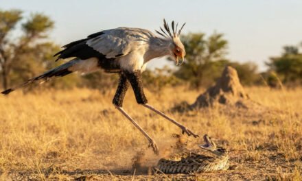 The Snake Stomper: Why the Secretary Bird Has the Strongest Kick in the Savannah