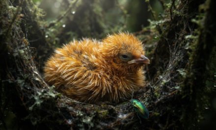 The Caterpillar Costume: How the Cinereous Mourner Chick Escapes Death