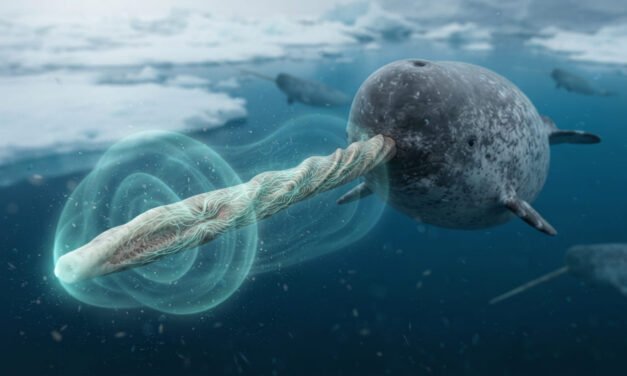 The Ocean Unicorn: Why the Narwhal’s Tusk Is a Specialized Tooth