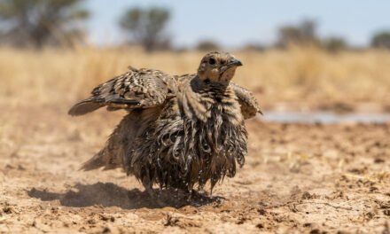 The Desert Sponge: How the Sandgrouse Defies the Heat