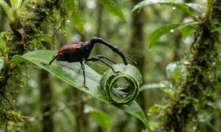 The Madagascar Giraffe Weevil: Engineering with a Long Neck