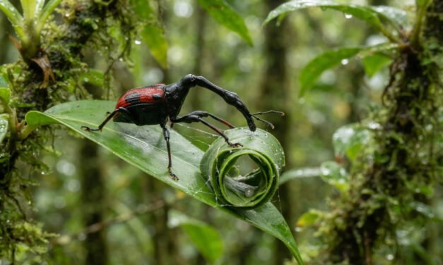 The Madagascar Giraffe Weevil: Engineering with a Long Neck