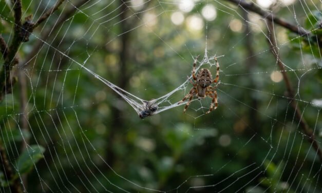 The Engineering of the Orb: Why Spider Silk Is Stronger Than Steel and How It Absorbs Kinetic Energy