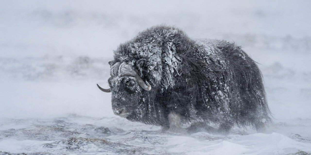 The Arctic Engine: How the Musk Ox Uses a Two-Layer “Qiviut” Coat to Survive -40 Degree Blizzards