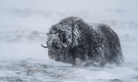 The Arctic Engine: How the Musk Ox Uses a Two-Layer “Qiviut” Coat to Survive -40 Degree Blizzards