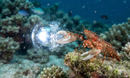 The Sonic Pistol: How the Pistol Shrimp Snaps Its Claw to Boil Water