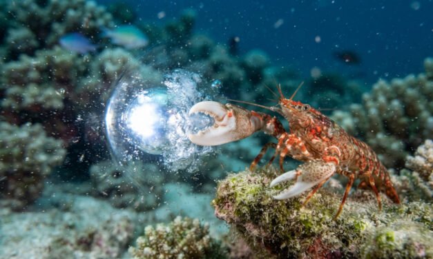 The Sonic Pistol: How the Pistol Shrimp Snaps Its Claw to Boil Water