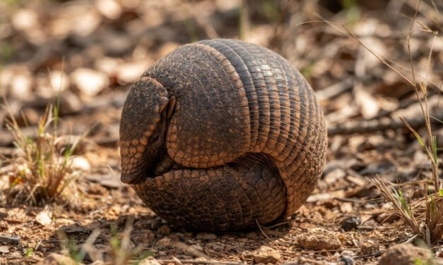 The Armored Ball: How the Three-Banded Armadillo Becomes an Unbreakable Sphere