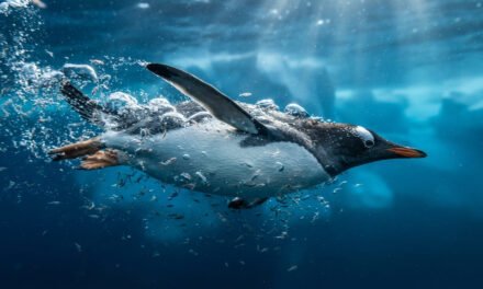 The Underwater Flyer: How the Gentoo Penguin Swims at 22 MPH