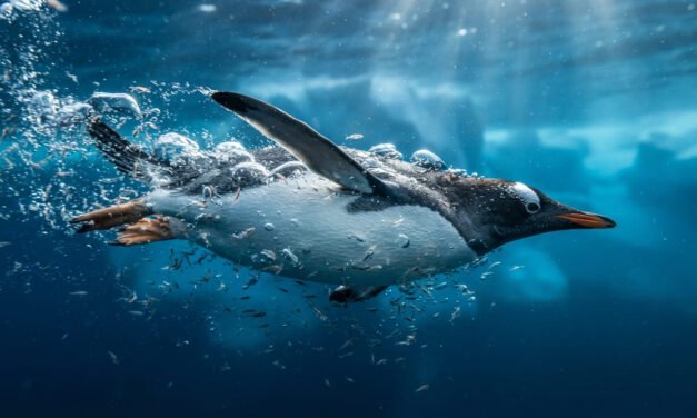The Underwater Flyer: How the Gentoo Penguin Swims at 22 MPH