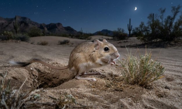 The Desert Ghost: How the Kangaroo Rat Lives Its Whole Life Without Drinking Water