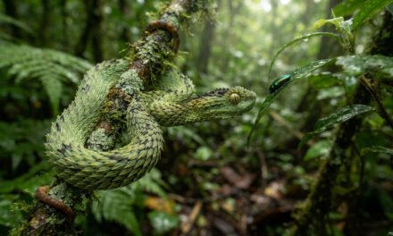 Atheris hispida: The Ambush Tactics of the Spiny Bush Viper