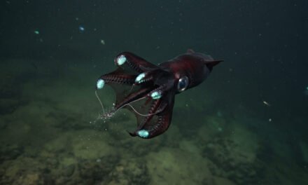 Vampyroteuthis infernalis: How the Vampire Squid Thrives in the Ocean’s Dead Zone