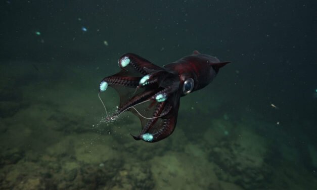 Vampyroteuthis infernalis: How the Vampire Squid Thrives in the Ocean’s Dead Zone