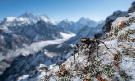 The Himalayan Jumper: How the Salticid Spider Lives 22,000 Feet Up a Mountain