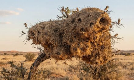 The Fortress Builder: Why the Sociable Weaver Builds the World’s Heaviest Nest