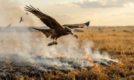 The Fire Starter: Why the Black Kite Uses Smoke to Hunt